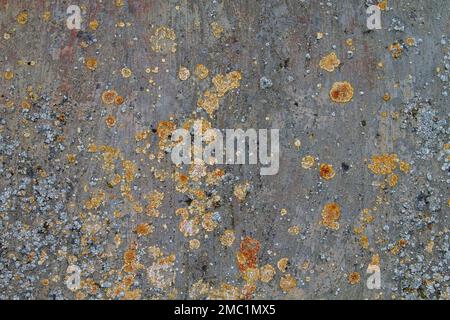 Orange, white and gray lichens growing on old concrete wall Stock Photo