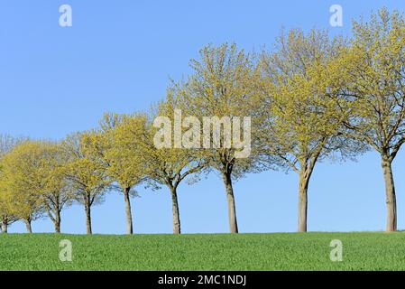 Row of trees, Maple (Acer), at the grain field with blue cloud sky ...