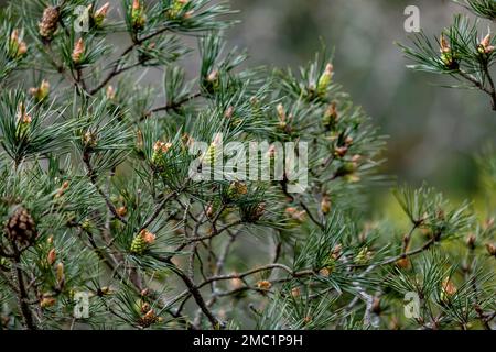 Scots pine (Pinus sylvestris) green leaves and young seed cones Stock Photo