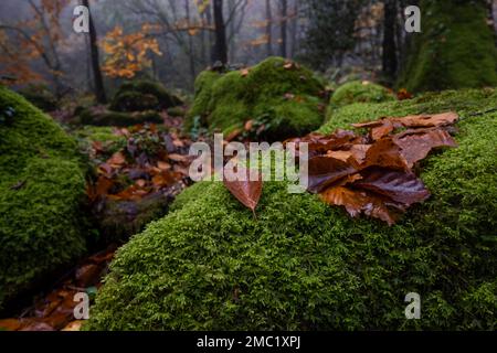 Autumnal fallen leaves of beech trees (Fagus sylvatica) on the  forest fresh green moss Stock Photo