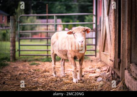 A closeup of a Dorset Horn on a farm Stock Photo