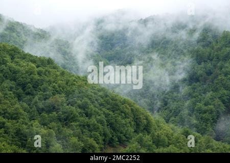 Green leafy forest with mist in norhtern Spain. Fagus sylvatica, beech grove, springtime mountain landscape. Stock Photo