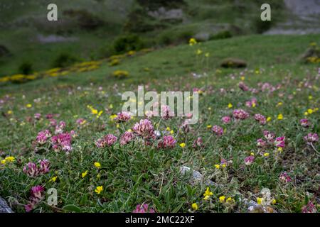 Kidney vetch or woundwort pink wild flowers blooming in spring Stock Photo