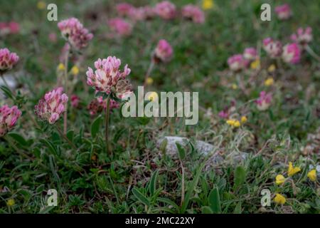 Kidney vetch or woundwort pink wild flowers blooming in spring Stock Photo