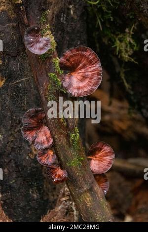 Bracket Fungus on Tree in Borneo Stock Photo