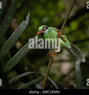 Bornean Green Magpie (Cissa jefferyi), Endemic to Borneo Stock Photo