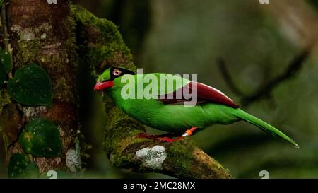 Bornean Green Magpie (Cissa jefferyi), Endemic to Borneo Stock Photo