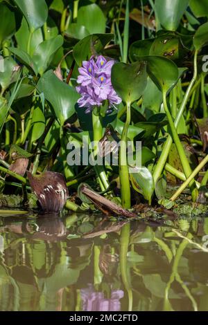 Water Hyacinth (Eichhornia crassipes) Flower and Leaves Stock Photo