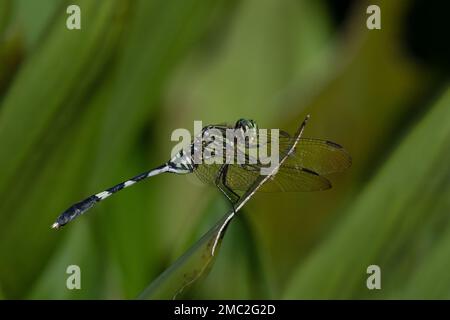 Slender Skimmer or Green Marsh Hawk (Orthetrum sabina) Stock Photo