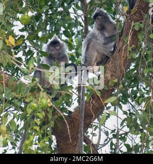 Silvered Langur Pair (Trachypithecus cristatus) Stock Photo