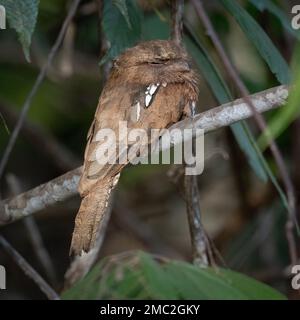 Bornean frogmouth (Batrachostomus mixtus) Stock Photo