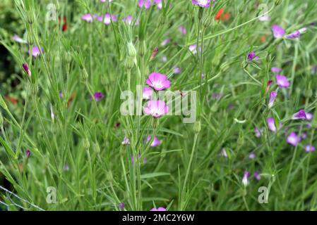 Kornrade, Agrostemma githago, ist eine wichtige Heilpflanze mit lila Blueten und wird viel in der Medizin verwendet. Corn wheel, Agrostemma githago, i Stock Photo