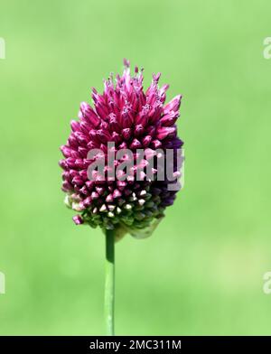 Zierlauch, Riesenlauch, Allium Giganteum ist eine wunderschoene