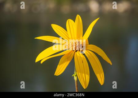 Jerusalem artichoke - also called sunroot, sunchoke, wild sunflower Stock Photo