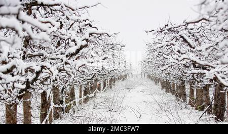 snow on a fresh pruned apple trees in an orchard,agriculture weather and winter concept. Stock Photo