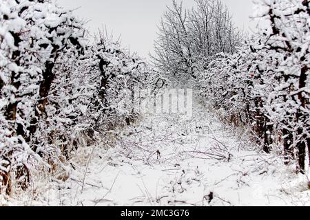 snow on a fresh pruned apple trees in an orchard,agriculture and weather concept. Stock Photo