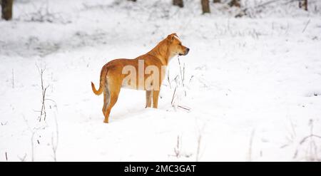 mixed american Staffordshire Terrier during Cold Day in Winter. Dog in the Snow. Stock Photo