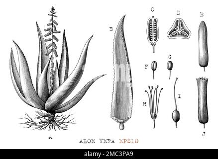 Aloe vera vector illustration set. Hand drawn artistic isolated object on  white background. Botanical drawing of plant, leaf, sliced pieces with  drops of juice. Natural cosmetic ingredient. Lemongrass herbal treatment.  Alternative Medicine