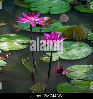 Waterlilly Flower in Pond, Borneo Stock Photo