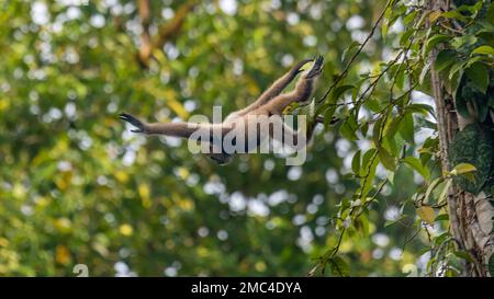 Agile Gibbon or Black-handed Gibbon (Hylobates agilis) Jumping from Tree Stock Photo