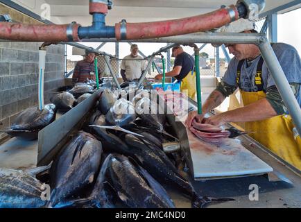 Fishermen filleting, processing Albacore Tuna  'Thunnus alalunga' fish, is a large pelagic fish that roams the open Pacific Ocean.
