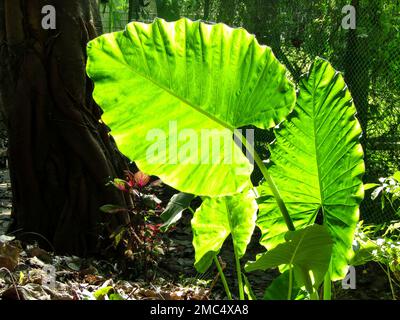 Alocasia Macrorrhizos is also known as Giant Upright Elephant Ears Stock Photo