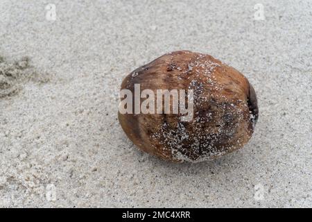 old coconuts on the edge of a white sandy beach in the middle of nature landscape Stock Photo