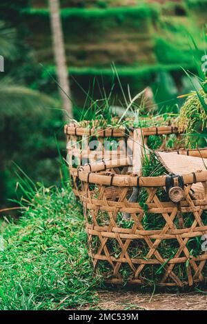 Jatiluwih rice terrace paddies in Bali, Indonesia. Stock Photo