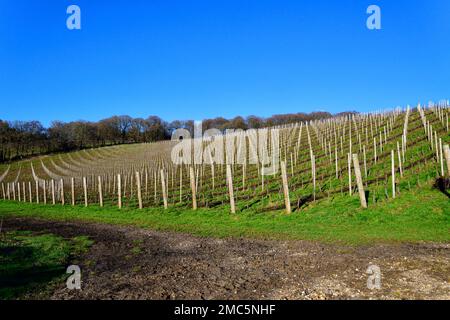 Vines growing on the chalk slopes of the Stonor Valley to make sparkling wine  at the Hundred Hills Winery, The Stonor Valley,Oxfordshire, England, UK Stock Photo