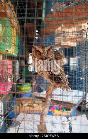 owls in cages, bird market, Yogyakarta, Java, Indonesia Stock Photo - Alamy