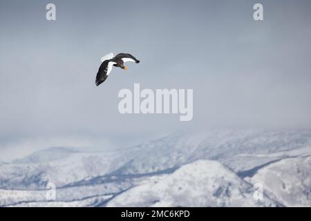 Steller's sea eagle (Haliaeetus pelagicus) in flight over Shiretoko National Park, Hokkaido, Japan Stock Photo