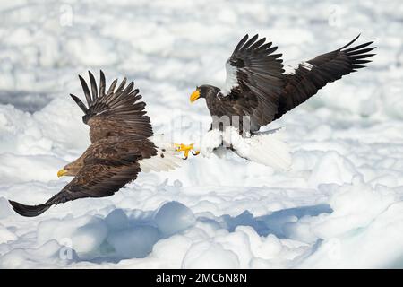 Steller's sea eagle (Haliaeetus pelagicus) fighting with White-tailed Eagle (Haliaeetus albicilla) over food onthe sea ice of Nemuro Strait, Hokkaido, Stock Photo