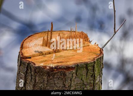 Focus stacking image of sawed off tree stump with wood splinters exposed in front of water in winter, Germany Stock Photo