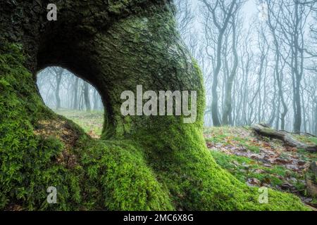 Misty oak woodland in winter, Quantock Hills, Somerset, England, UK Stock Photo