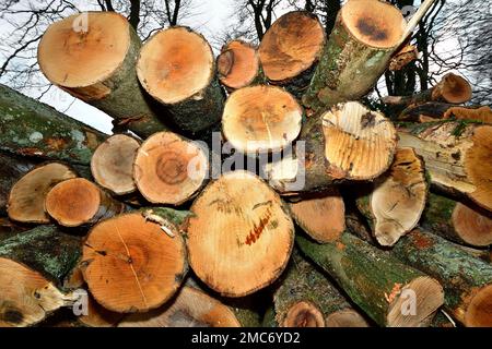 Logpile of recently felled trees, stacked and awaiting transportation in Oxfordshire, England, UK Stock Photo