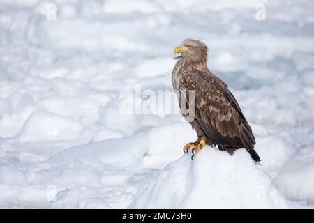 White-tailed Eagle (Haliaeetus albicilla) perched on sea ice in the Nemuro Strait, Hokkaido, Japan Stock Photo