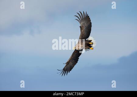 Adult White-tailed Eagle (Haliaeetus albicilla) in flight, Hokkaido, Japan Stock Photo