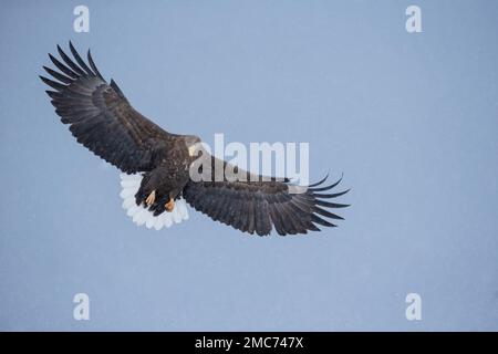 Adult White-tailed Eagle (Haliaeetus albicilla) in flight, Hokkaido, Japan Stock Photo
