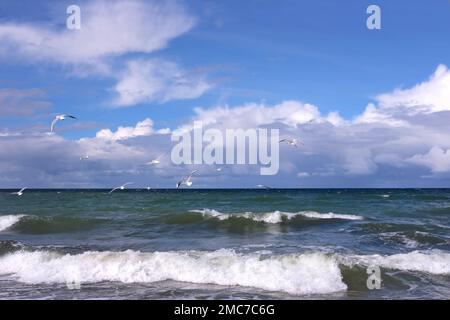 Seascape with storm sea waves with foam under heavy cumulonimbus on the sky till horizon and flying seagulls horizontal photo Stock Photo