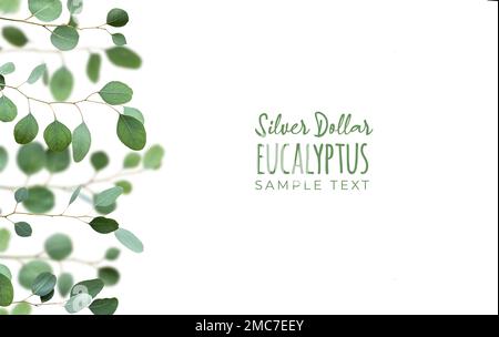 Eucalyptus twigs, decorative border isolated on white background. Delicate grey green silver dollar eucalyptus leaves, copy-space, text space. Flat la Stock Photo