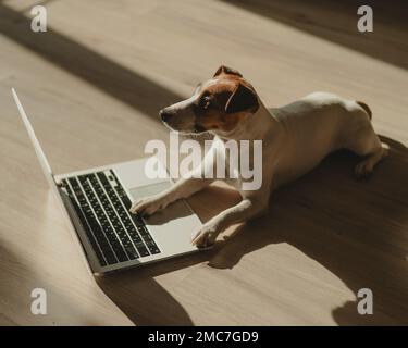 Jack Russell Terrier dog sitting at a laptop on a wooden floor.  Stock Photo