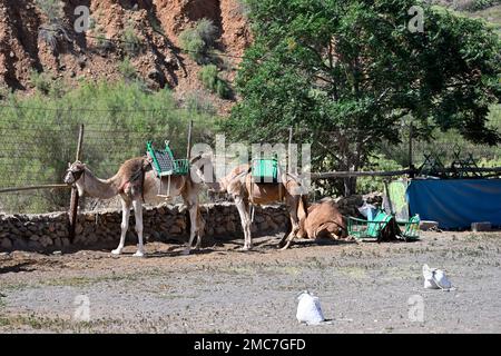 Camels in enclosure with tourist seats on at Camel Safari Park “La Baranda” near Fataga, Gran Canaria Stock Photo