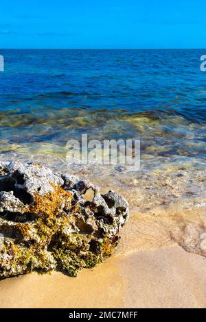 Stones rocks and corals with sea urchins inside in turquoise green and blue water on the beach in Playa del Carmen Quintana Roo Mexico. Stock Photo