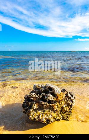 Stones rocks and corals with sea urchins inside in turquoise green and blue water on the beach in Playa del Carmen Quintana Roo Mexico. Stock Photo