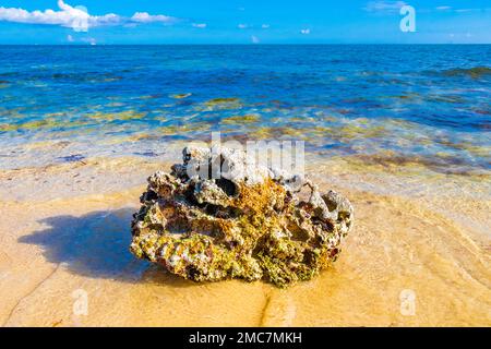 Stones rocks and corals with sea urchins inside in turquoise green and blue water on the beach in Playa del Carmen Quintana Roo Mexico. Stock Photo