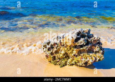 Stones rocks and corals with sea urchins inside in turquoise green and blue water on the beach in Playa del Carmen Quintana Roo Mexico. Stock Photo