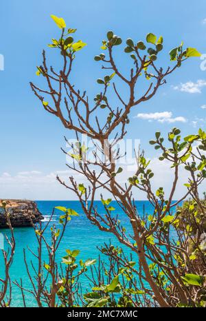 Fig tree at the sea Stock Photo