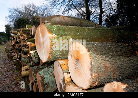 Logpile of recently felled trees, stacked and awaiting transportation in Oxfordshire, England, UK Stock Photo