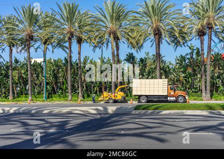 Anaheim, CA, USA – November 1, 2022: A crew using a wood chipper trailer attached to a truck on a street in Anaheim, California. Stock Photo