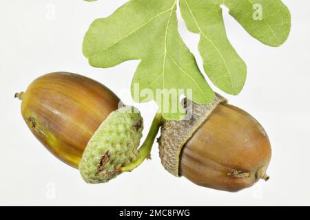 Acorns and oakleaf Stock Photo